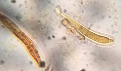 Durella melanochlora