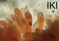 Durella melanochlora