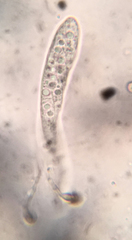 Durella melanochlora