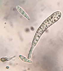 Durella melanochlora