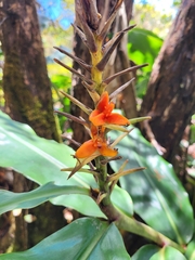 Hedychium gardnerianum, recorded fruiting