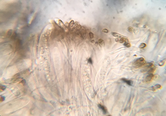 Durella melanochlora