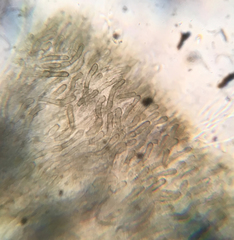 Durella melanochlora