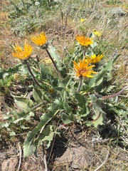 Balsamorhiza serrata