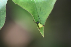 Micrathena duodecimspinosa