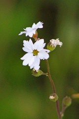 Lithophragma affine
