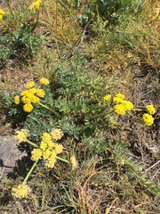 Lomatium cous