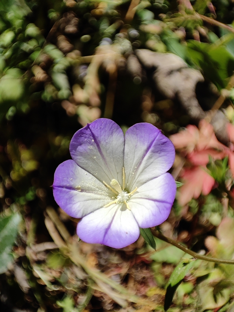 Legousia snogerupii