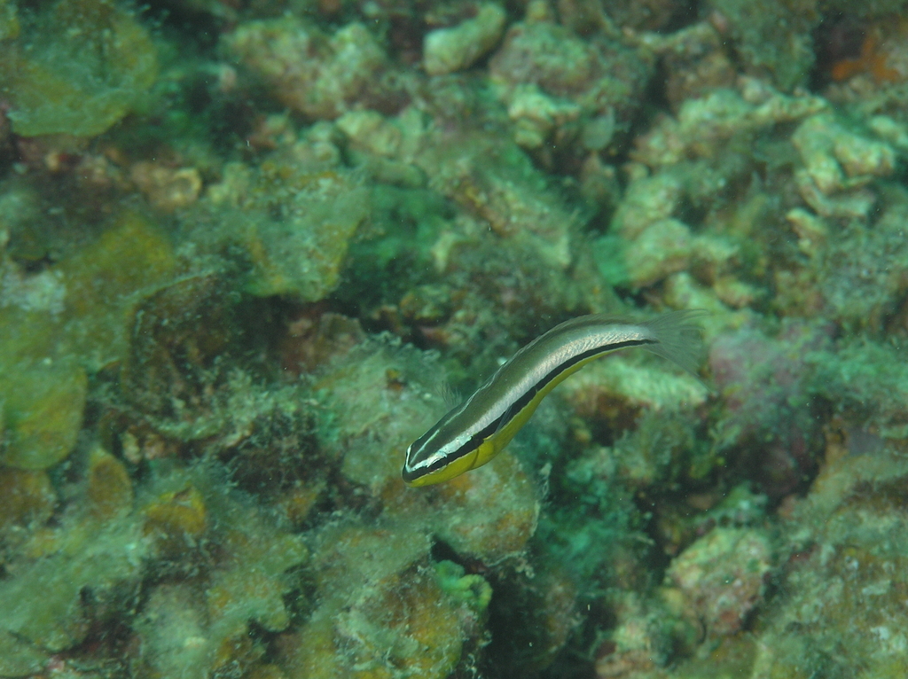 Twin Fangblenny