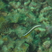 Blênio-Cardinal-Do-Coral - Photo (c) Ditch Townsend, alguns direitos reservados (CC BY-SA), uploaded by Ditch Townsend