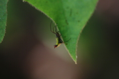 Micrathena duodecimspinosa