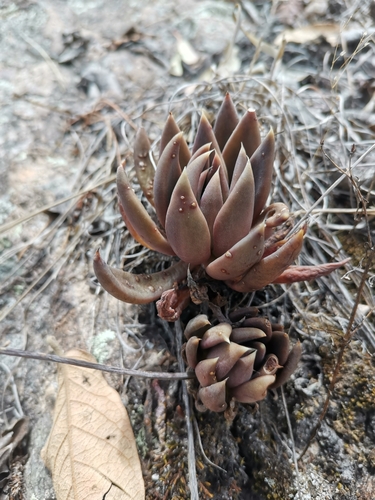 Foto de Echeveria-preta