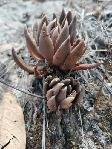 Foto de Echeveria-preta