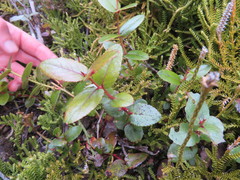 Gaultheria oppositifolia