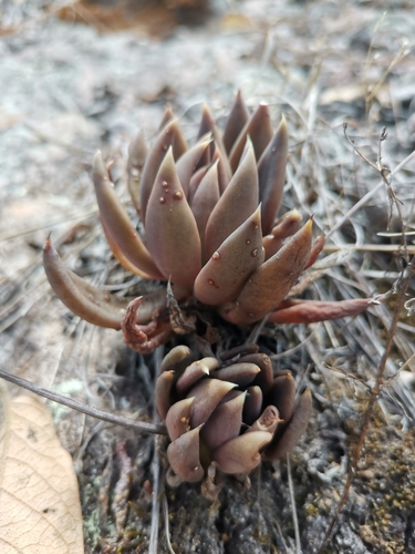 Foto de Echeveria-preta
