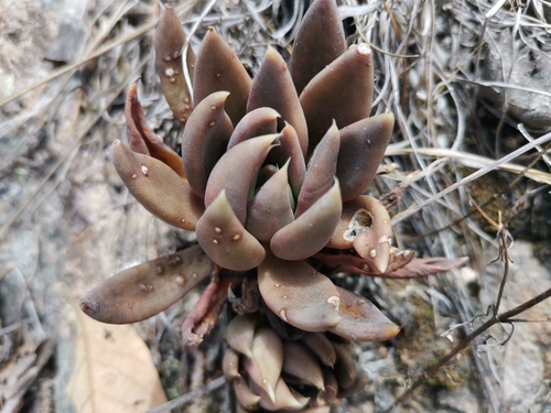 Foto de Echeveria-preta