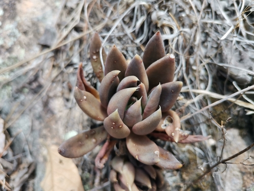 Foto de Echeveria-preta