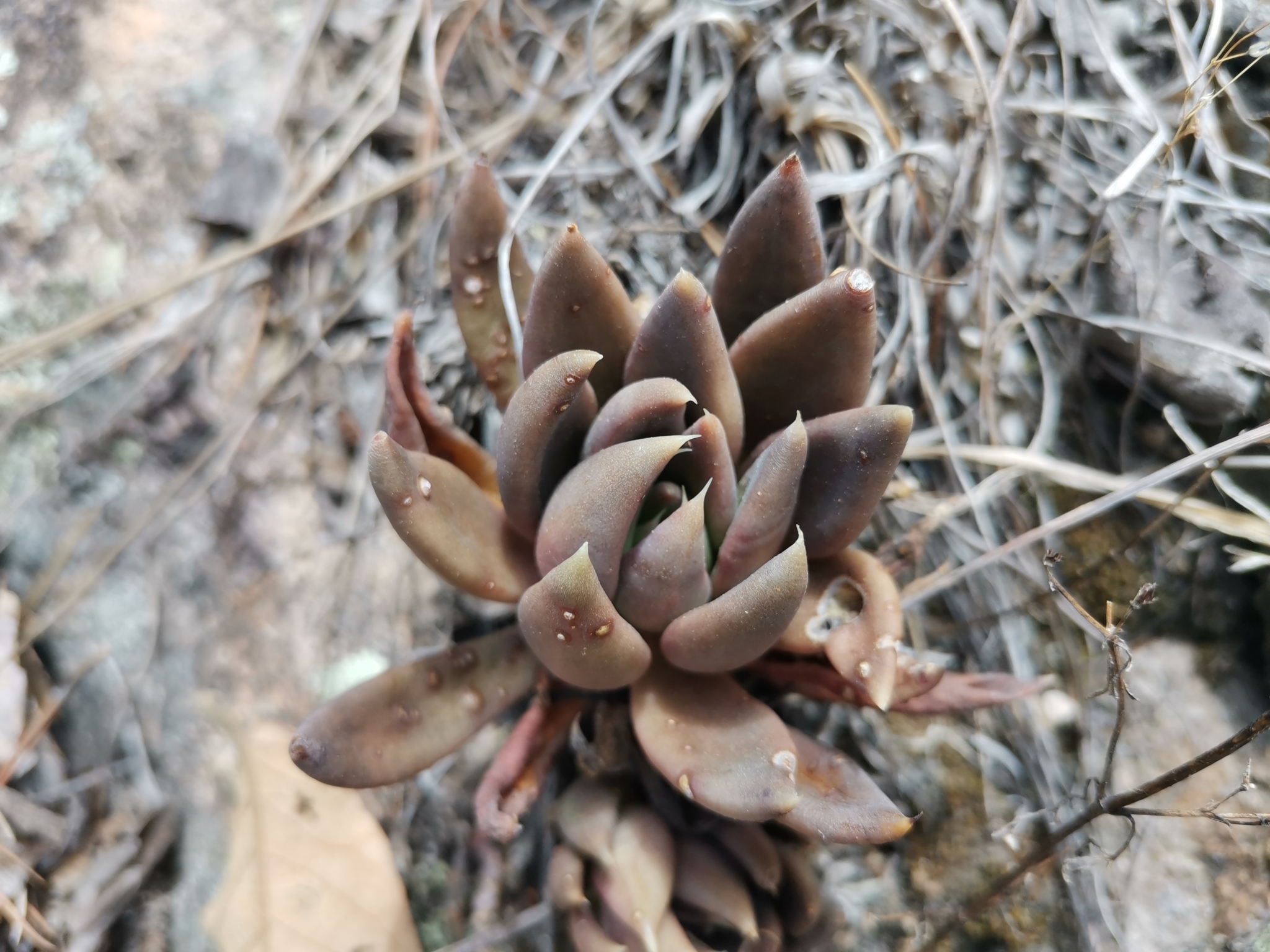 Imagem de Echeveria-preta