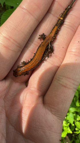 Blue Ridge Dusky Salamander