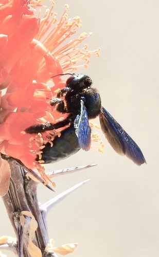 Western Carpenter Bee photo 4