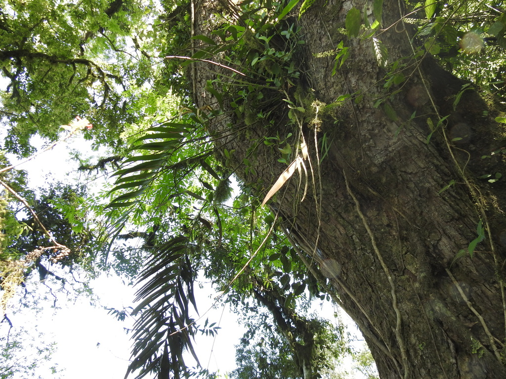Ceratozamia morettii