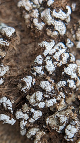 Cerebral Fishscale Lichen