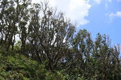Calophyllum inophyllum