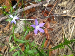 Triodanis biflora