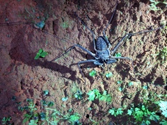 Paraphrynus laevifrons