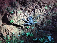 Paraphrynus laevifrons