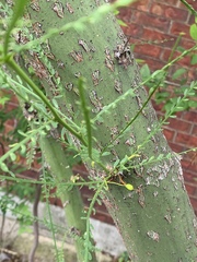 Parkinsonia aculeata