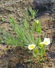 Anemopaegma arvense