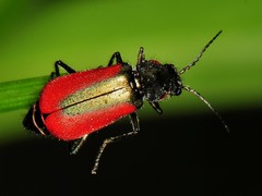 Malachius aeneus