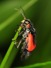 Malachius aeneus