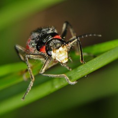 Malachius aeneus