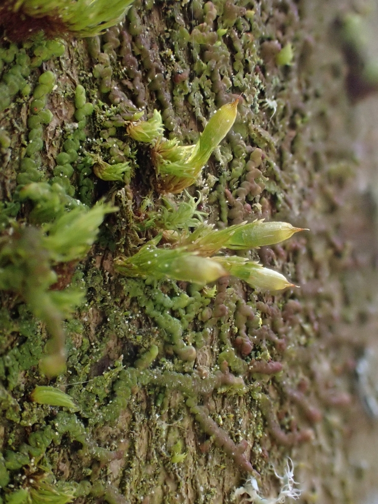 Orthotrichum scanicum