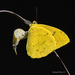 Orange-barred Sulphur - Photo (c) Edward Perry IV, some rights reserved (CC BY-NC), uploaded by Edward Perry IV