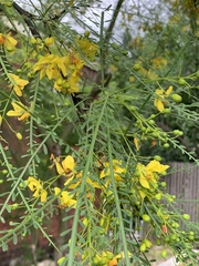 Parkinsonia aculeata