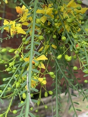 Parkinsonia aculeata