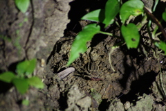 Paraphrynus laevifrons