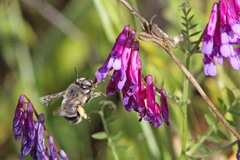 Anthophora edwardsii