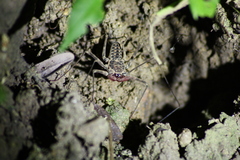 Paraphrynus laevifrons