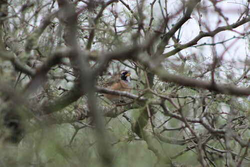 Many-colored Chaco Finch (Saltatricula multicolor), photo 8
