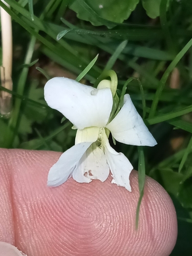 Image of Viola communis by (c) Steven Joyner, some rights reserved (CC BY)