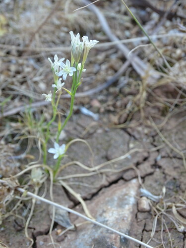 Image of Gagea graeca by (c) Grzegorz Grzejszczak, some rights reserved (CC BY-SA)