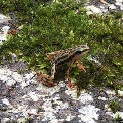 Rio Pescado Stubfoot Toad photo 4