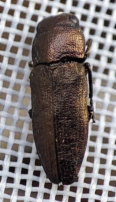 Sphenoptera cauta