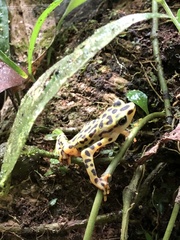 Rio Pescado Stubfoot Toad photo 5