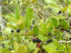 Eugenia winzerlingii