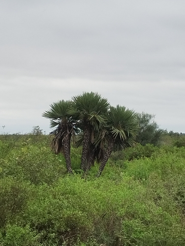 Image of Trithrinax campestris by (c) Jose Luis Navarro, some rights reserved (CC BY)